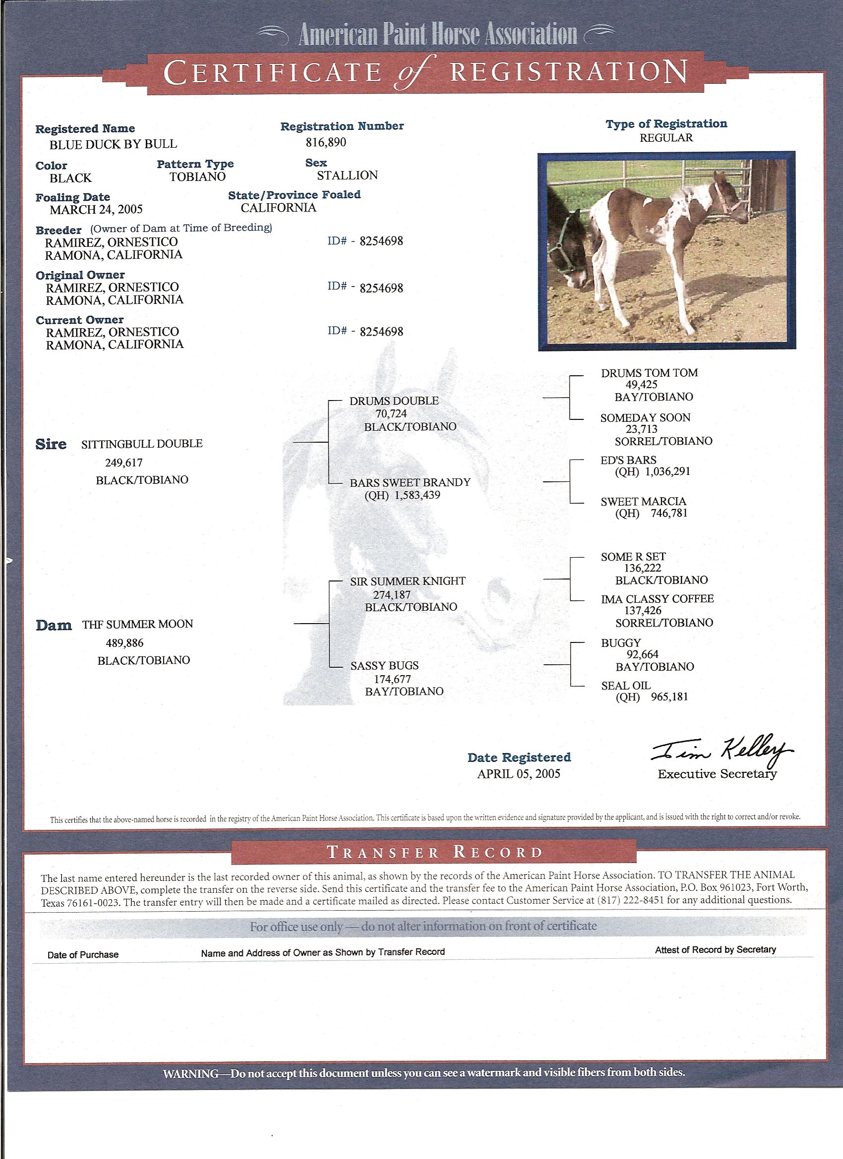 Blue Duck pedigree certificate